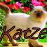 mckatze